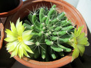 Mammillaria longimamma