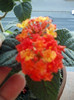 lantana camara