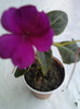 impatiens ciclam simplu