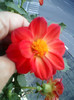 1 oct 2012-flori 009