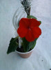 1 oct 2012-flori 037