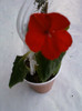 impatiens corai simplu