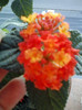 1 oct 2012-flori 027