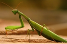 calugarita