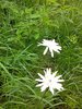 31 - Nu stiu (alta floare alba) si smeura