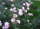 Home & Garden