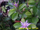grewillea