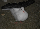 Picture 1581