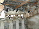 Picture 5232
