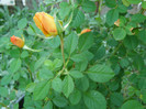 P1017664