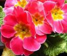 primula