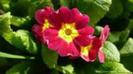 primula
