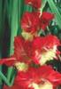 gladiole