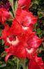 gladiole