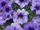 petunii