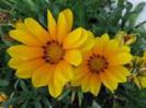 gazania