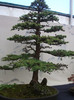 DSCF3768