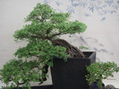 DSCF3771