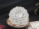 DSCF3772