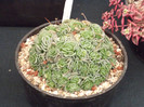 DSCF3773