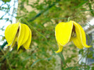 Clematis tangutica "Bill MacKenzie"