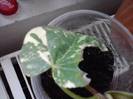 hibiscus tialiceus