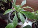 clerodendron macrosiphon