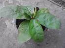 plumbago rosu