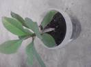 plumeria alba din seminte