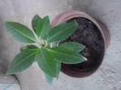 plumeria rosie