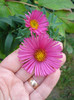 Aster novae-angliae "Alma Potscheke"