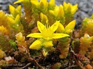 FLORI