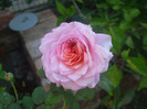 Florajet