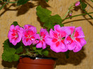 DSCN8259