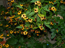 DSCN8270