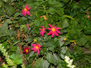 DSCN8271