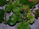 DSCN8278