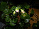 DSCN8284