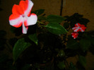 DSCN8285