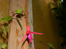 DSCN8288