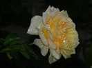 DSCN8294