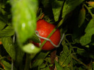 DSCN8297