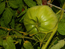 DSCN8298
