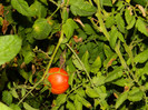 DSCN8300