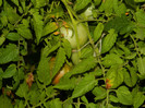 DSCN8302