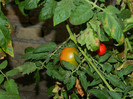 DSCN8307