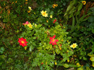 DSCN8310