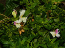 DSCN8316