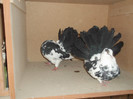 Picture 5347