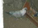 Picture 5370